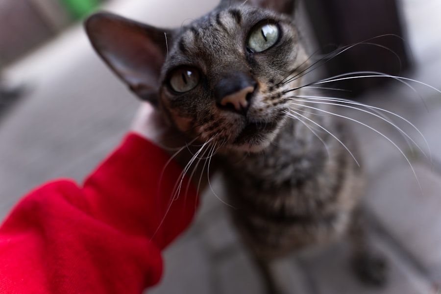 loyal friend