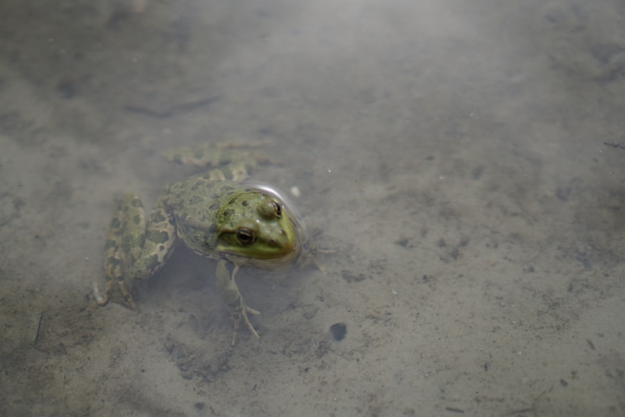 frog story