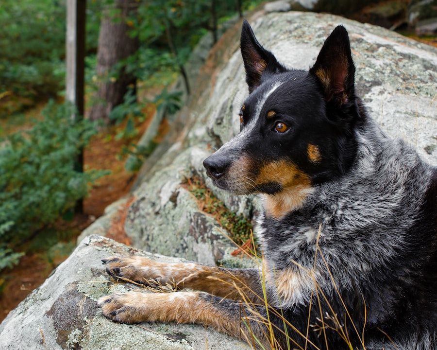 loyal dog