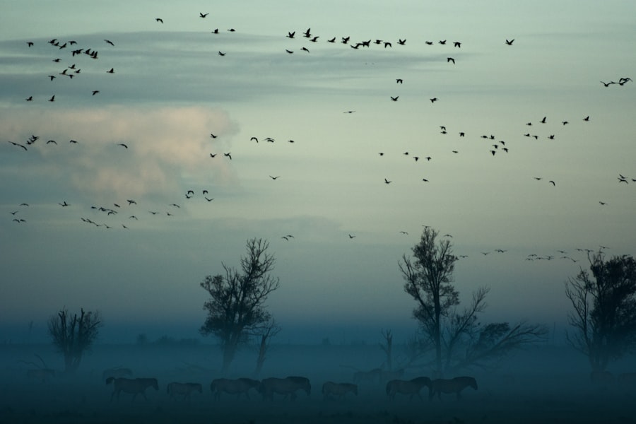 birds