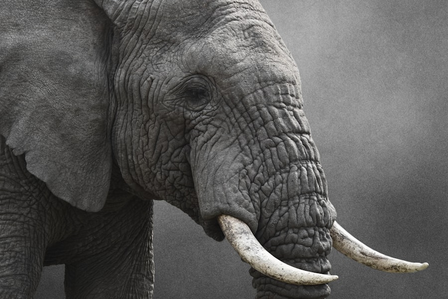 قصة العميان والفيل
Story of the Blind Men and the Elephant