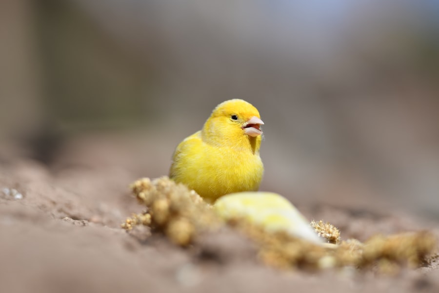 Golden Chicken Story