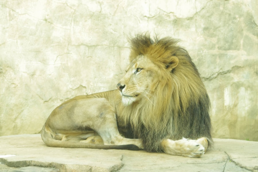 Lion and Mouse Friendship