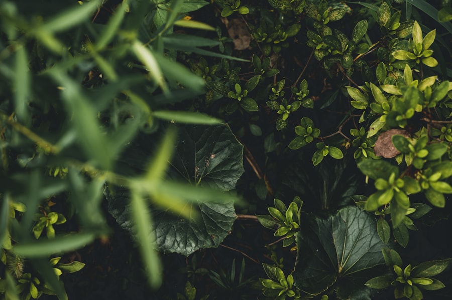 قصة الرجل والنباتات
Keyword: Story