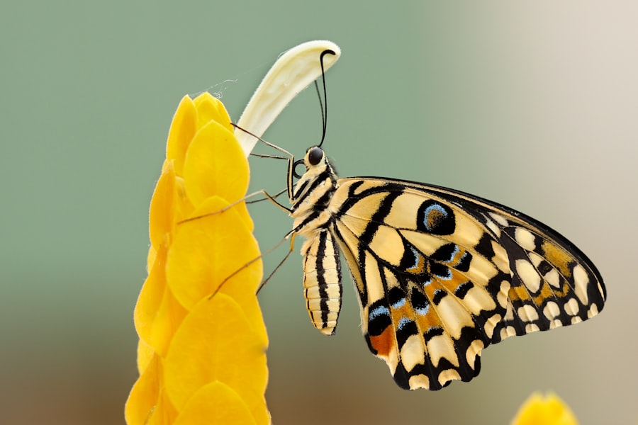 Butterfly