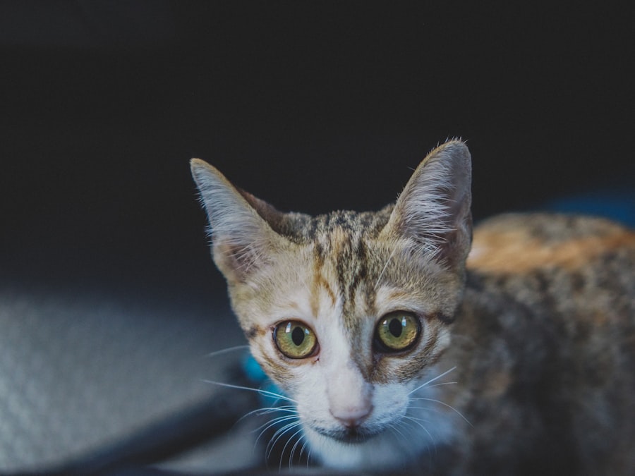 قصة القطة التي أنقذت بيتها
Keyword: قصة القطة