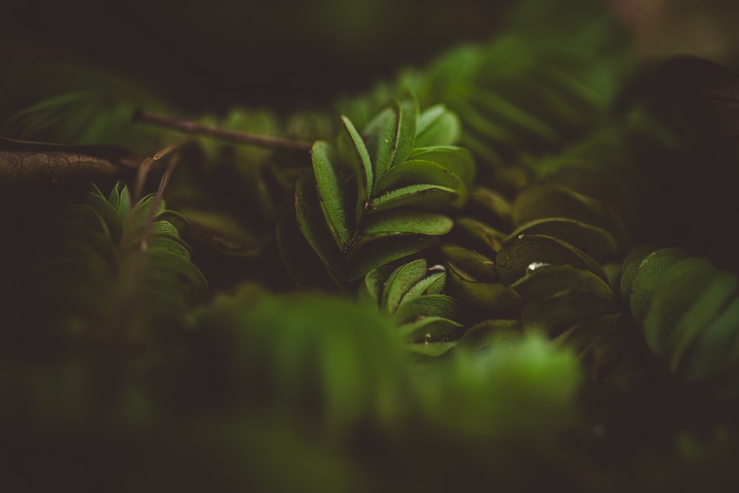 Photo قصة الرجل والنباتات Keyword: Story