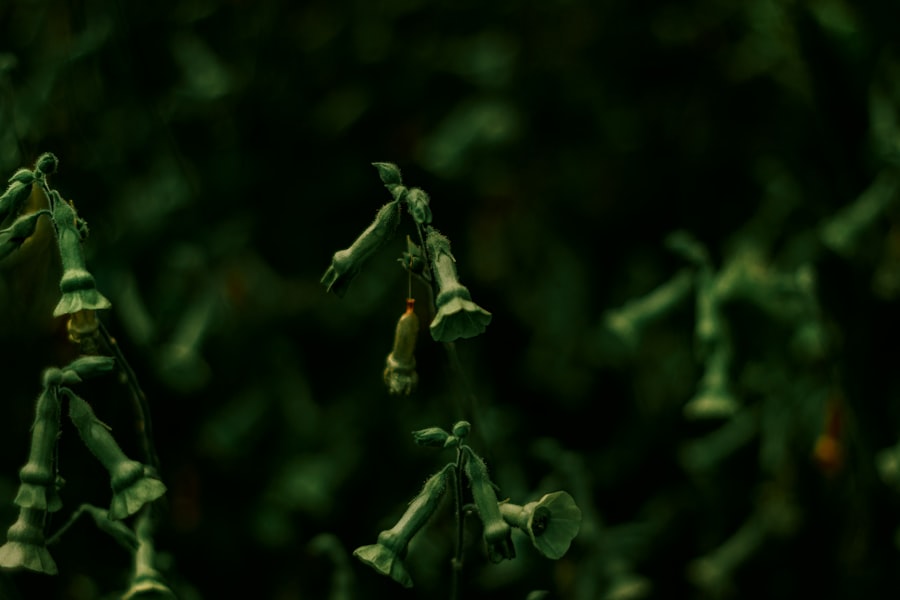 Photo قصة الرجل والنباتات
Keyword: Story