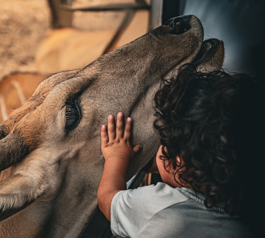 Photo child and animals