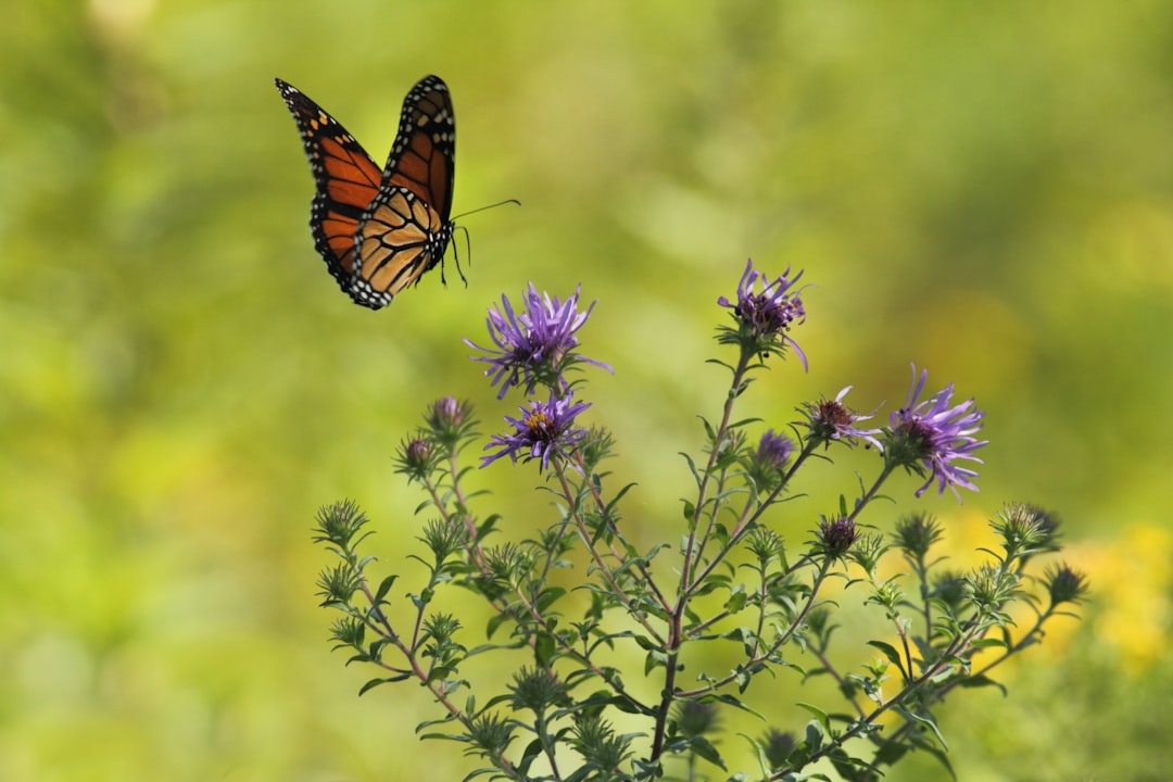Photo Butterfly