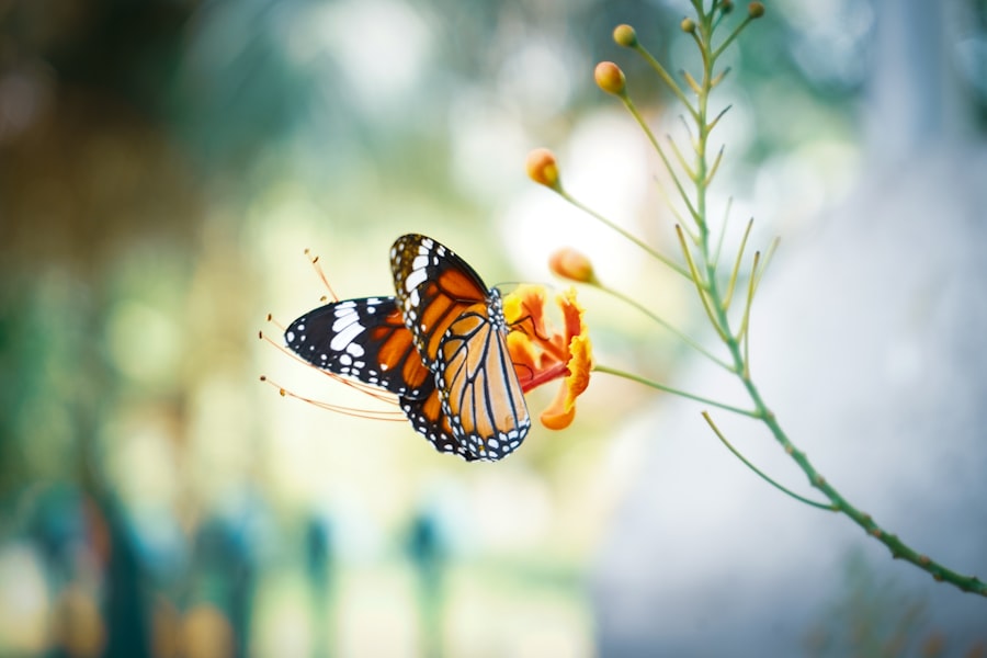 Photo Butterfly