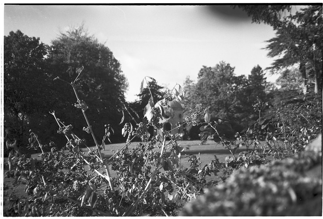 Photo memory development