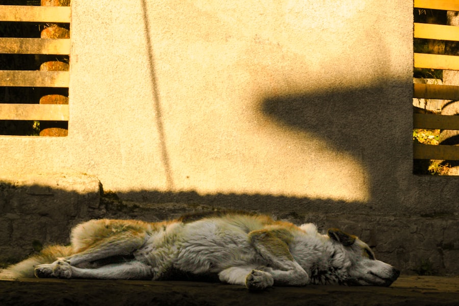 Photo قصة القطة والشمس: قطة