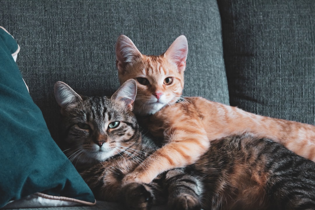 Photo قصة القطة والطفل Keyword: قصة القطة والطفل