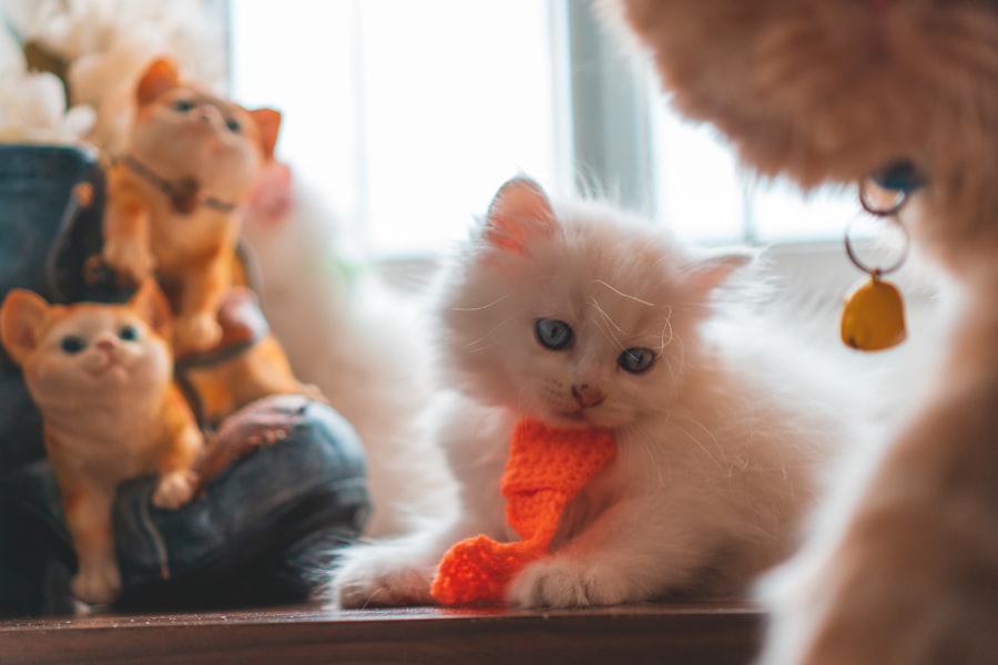 Photo قصة القطة والطفل
Keyword: قصة القطة والطفل