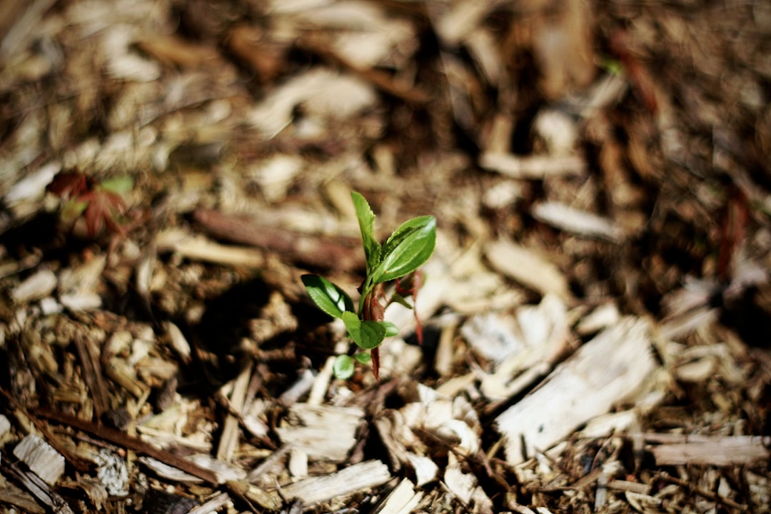 Photo Seedling