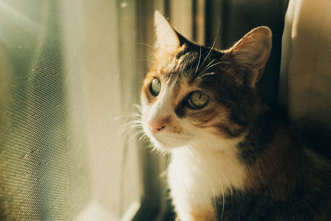 Photo قصة القطة التي أنقذت بيتها Keyword: قصة القطة