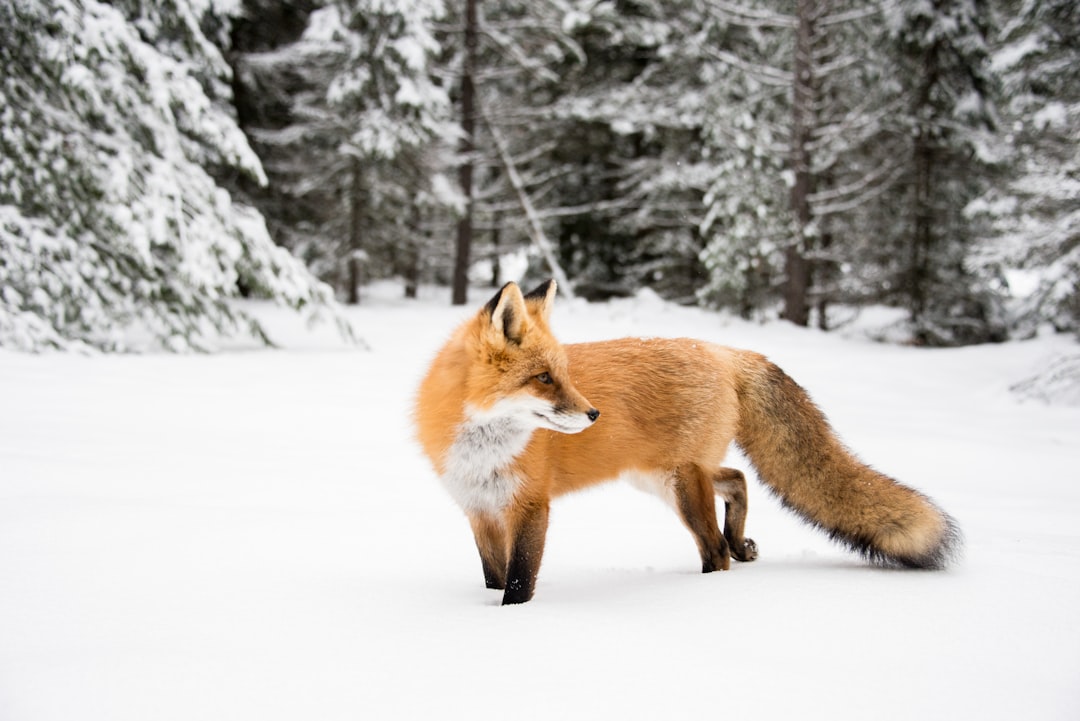 Photo fox