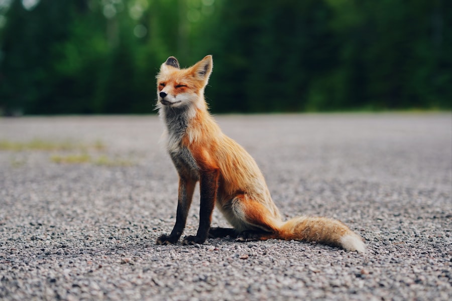 Photo fox