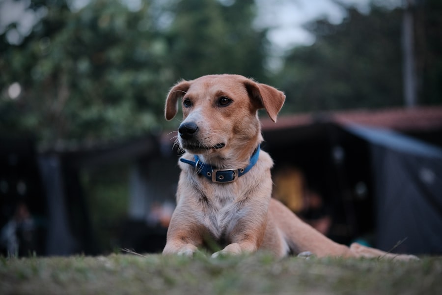 Photo loyal friend