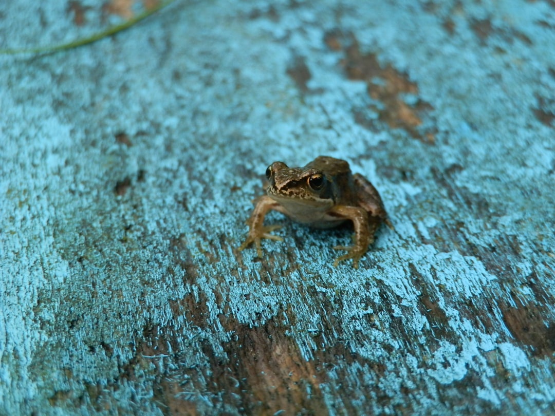 Photo frog story