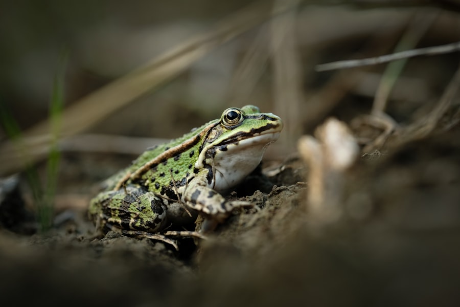 Photo frog story