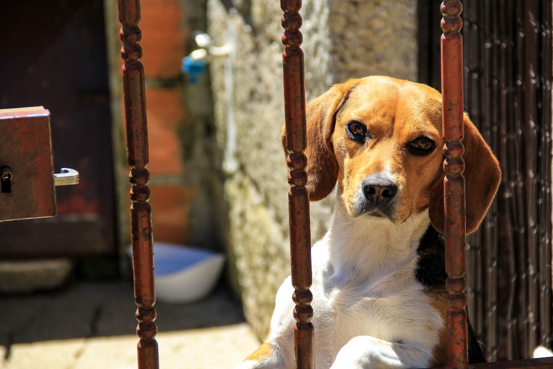 Photo loyal dog