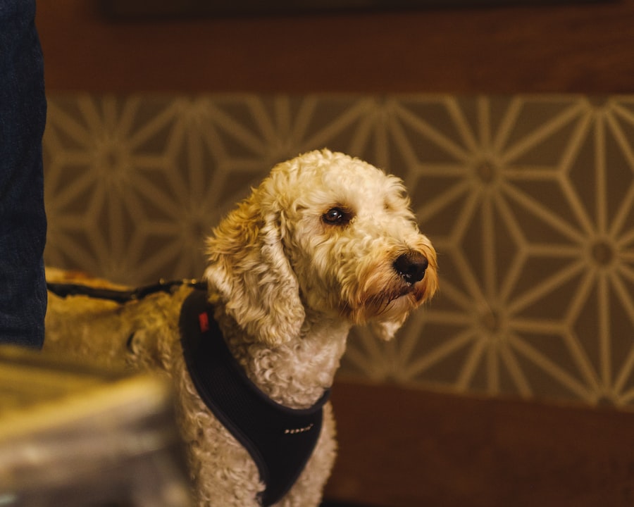Photo loyal dog