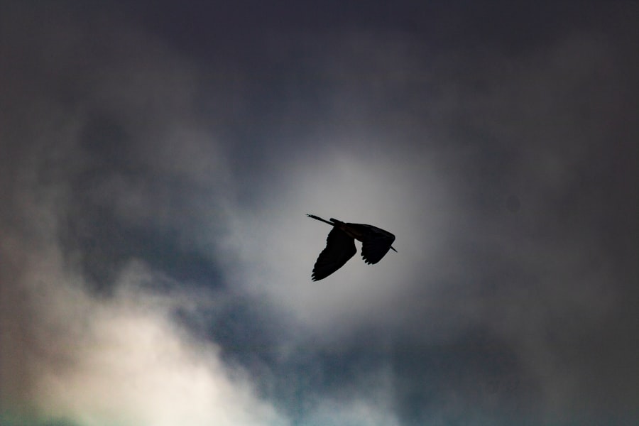 Photo طائر الجريح