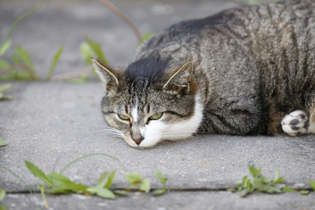 Photo Active listening