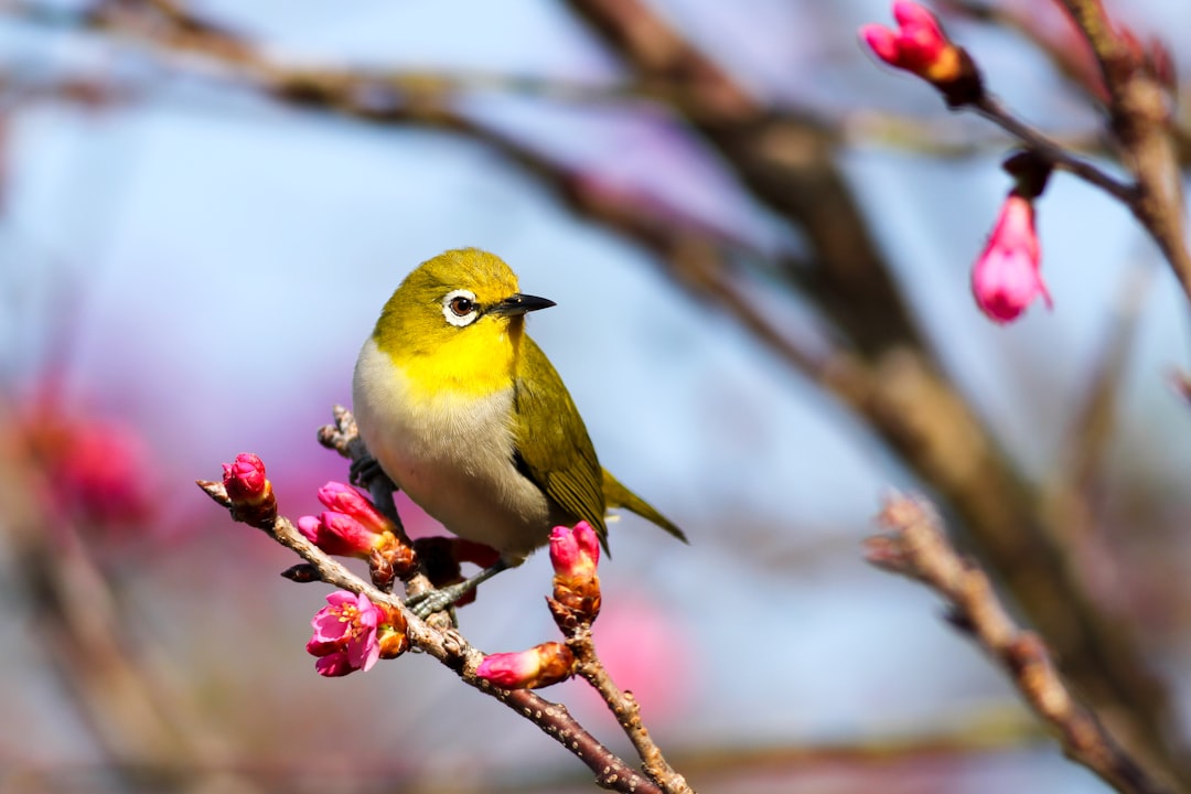 Photo birds