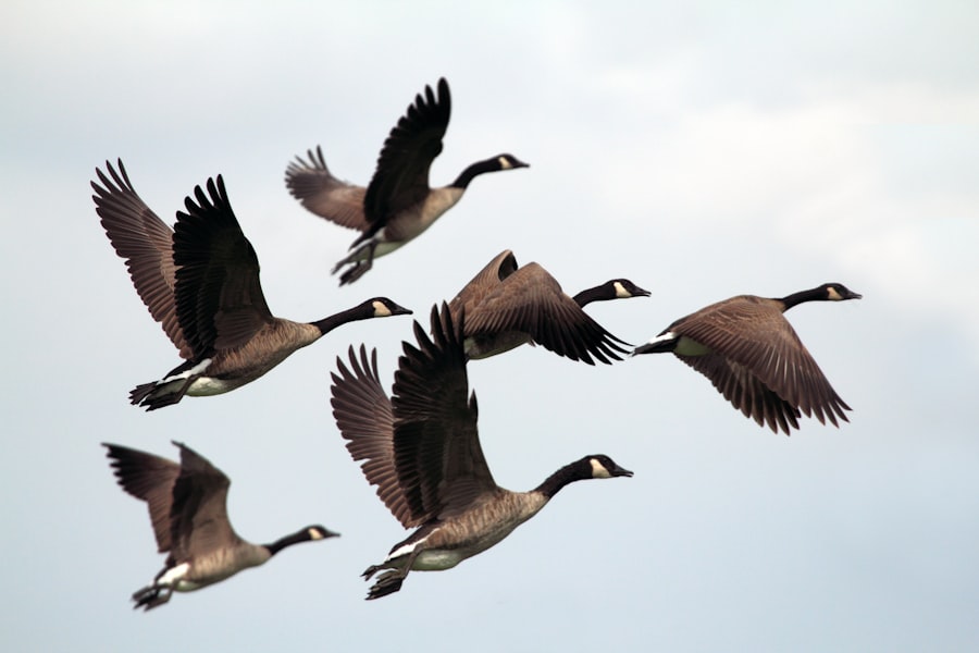 Photo birds