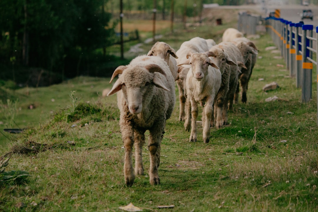 Photo قصة الراعي الكذاب Keyword: قصة الراعي الكذاب