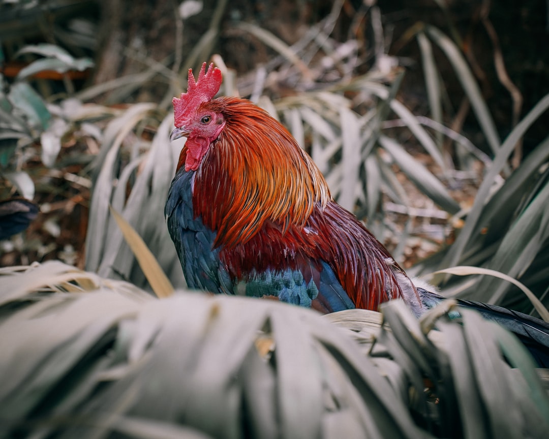 Photo Golden Chicken Story