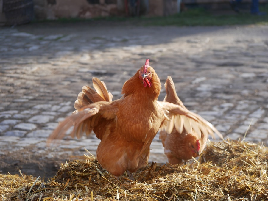 Photo Golden Chicken Story