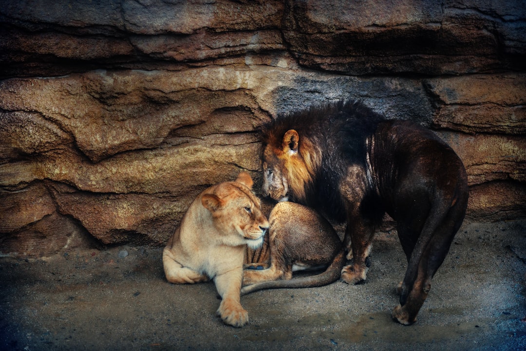 Photo Lion and Mouse Friendship