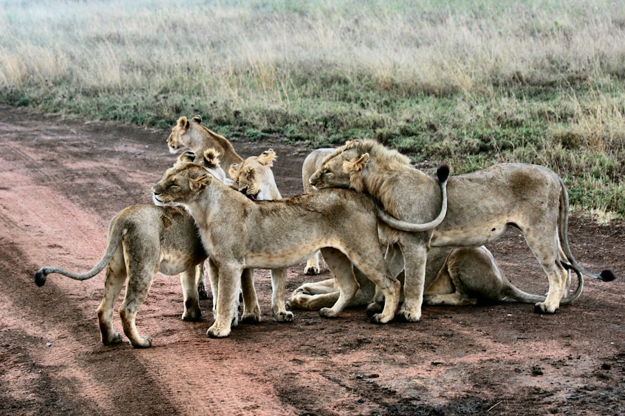 Photo family cohesion
