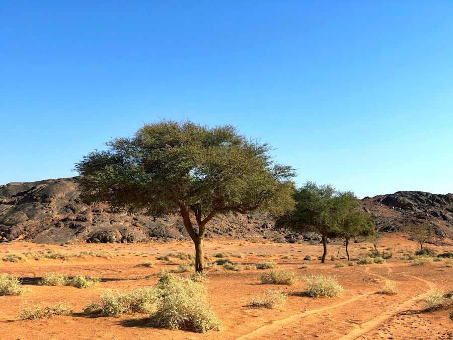 Photo Arabian Peninsula
