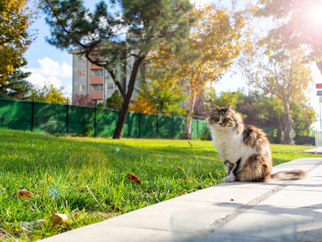 Photo Fall of Constantinople