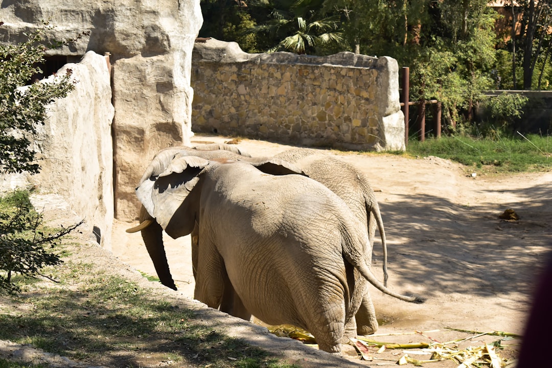 Photo Elephant Years