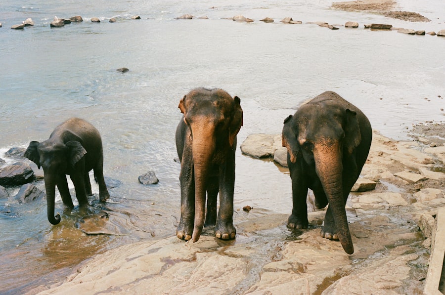 Photo Elephant Years